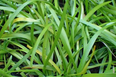 <i>Sparganium natans</i>