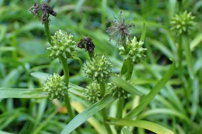 <i>Sparganium natans</i>