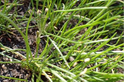 <i>Littorella uniflora</i>