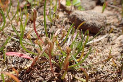 <i>Littorella uniflora</i>