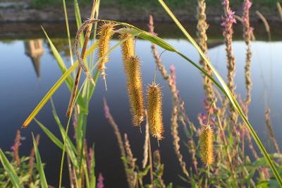 <i>Carex pseudocyperus</i>