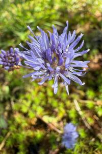 <i>Jasione montana</i>