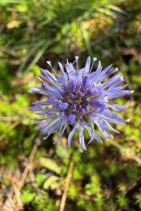 <i>Jasione montana</i>