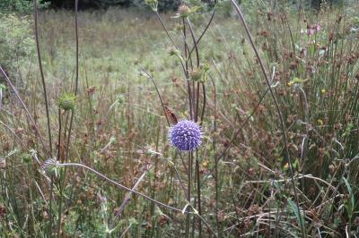 <i>Succisa pratensis</i>