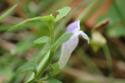 <i>Scutellaria minor</i>