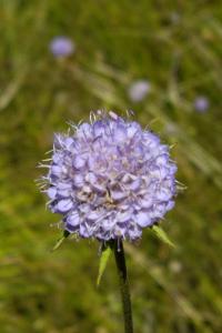 <i>Succisa pratensis</i>