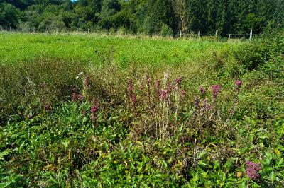 <i>Hylotelephium telephium</i>