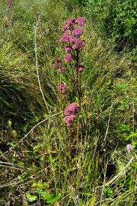 <i>Hylotelephium telephium</i>