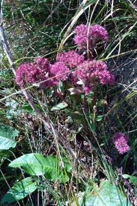 <i>Hylotelephium telephium</i>