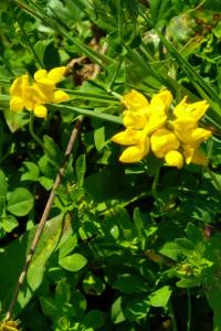 <i>Lotus pedunculatus</i>