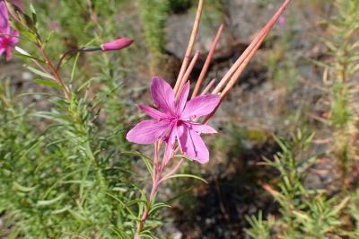 <i>Chamaenerion dodonaei</i>