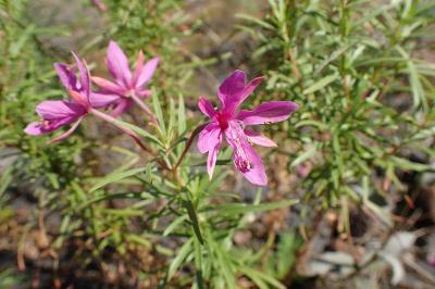 <i>Chamaenerion dodonaei</i>