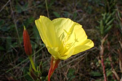 <i>Oenothera glazioviana</i>