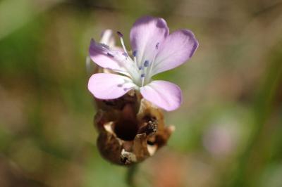 <i>Petrorhagia prolifera</i>