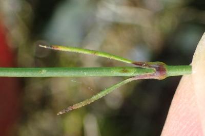 <i>Petrorhagia prolifera</i>