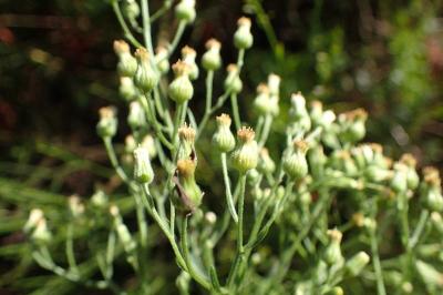 <i>Erigeron sumatrensis</i>