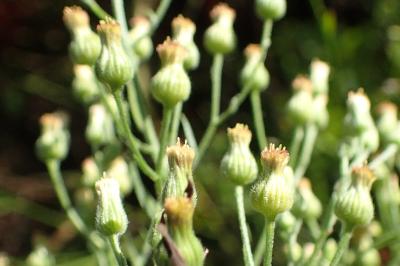 <i>Erigeron sumatrensis</i>