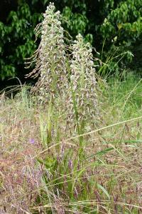 <i>Himantoglossum hircinum</i>