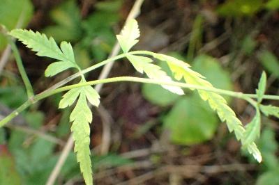 <i>Torilis japonica</i>