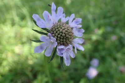 <i>Scabiosa columbaria</i>