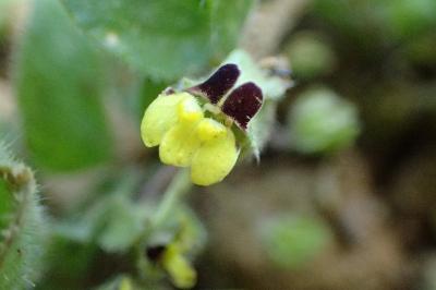 <i>Kickxia spuria</i>