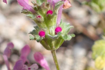 <i>Lamium amplexicaule</i>