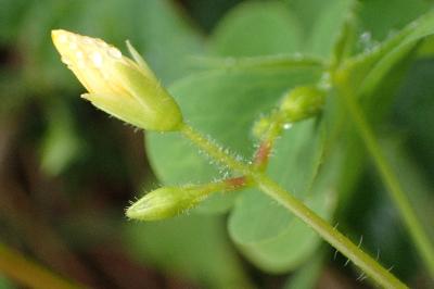<i>Oxalis stricta</i>