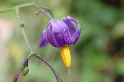 <i>Solanum dulcamara</i>