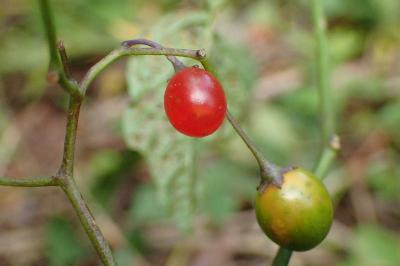 <i>Solanum dulcamara</i>