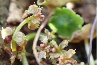 <i>Hydrocotyle vulgaris</i>