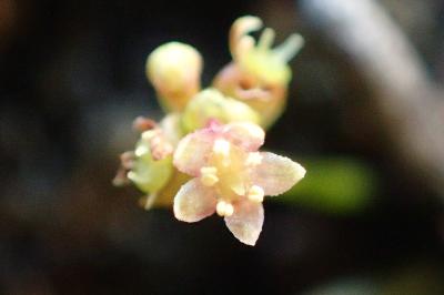 <i>Hydrocotyle vulgaris</i>