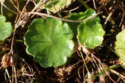 <i>Hydrocotyle vulgaris</i>