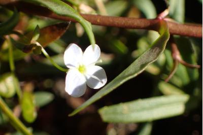 <i>Veronica scutellata</i>