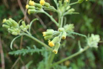 <i>Senecio sylvaticus</i>