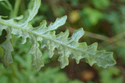 <i>Senecio sylvaticus</i>