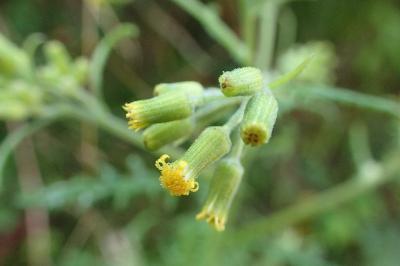 <i>Senecio sylvaticus</i>