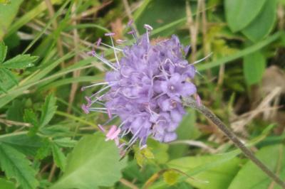 <i>Succisa pratensis</i>