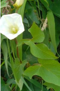 <i>Convolvulus sepium</i>