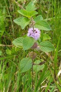<i>Mentha arvensis</i>
