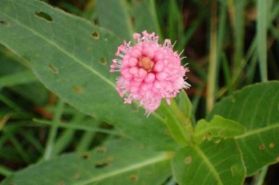 <i>Persicaria amphibia</i>