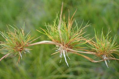 <i>Agrostis canina</i>
