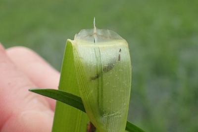 <i>Glyceria maxima</i>