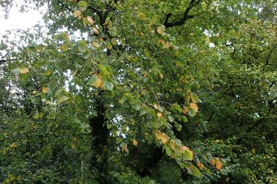 <i>Ulmus laevis</i>
