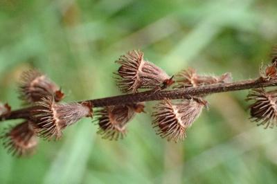 <i>Agrimonia eupatoria</i>