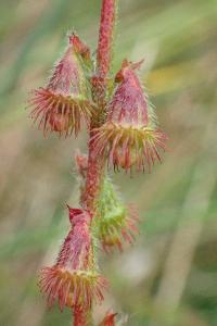 <i>Agrimonia eupatoria</i>