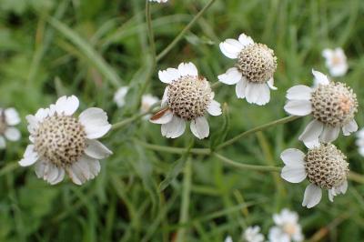 <i>Achillea ptarmica</i>