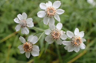 <i>Achillea ptarmica</i>