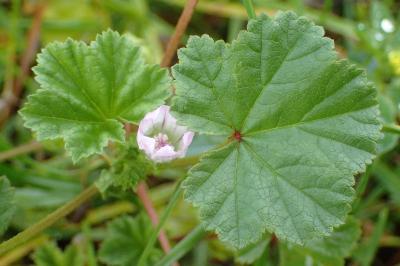 <i>Malva neglecta</i>