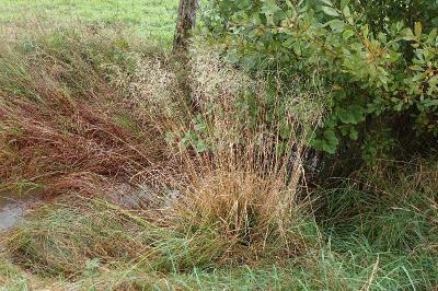<i>Deschampsia cespitosa</i>