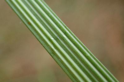 <i>Deschampsia cespitosa</i>